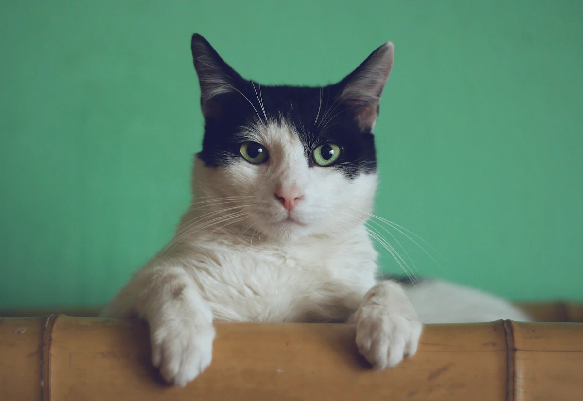 Chat difficile : 5 astuces validées pour l'aider à accepter sa nouvelle gamelle